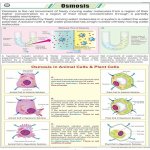 Chart Osmosis