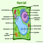 Chart Plant Cell
