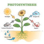 Chart Photosynthesis