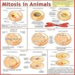 Chart Mitosis In Animals