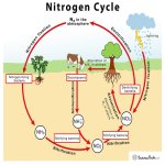 Chart Nitrogen Cycle