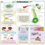 Chart Pollination