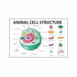 Chart Animal Cell