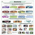 Chart Bacteria