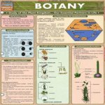 Chart Botany