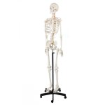 Human Skeleton With Stand Full Size India Type 1
