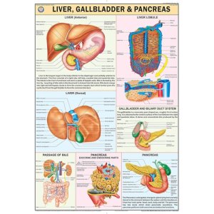 Liver, Gall bladder & Pancreas Chart