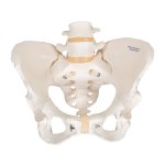 Model Pelvis With Sacrum On Board