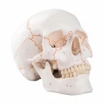 Model Skull