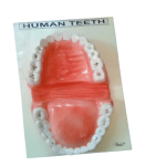 Model Teeth On Board