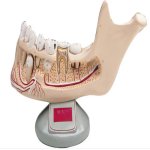 Model Teeth Set (Incisor, Canine, Premolar, Molar) 4X4"