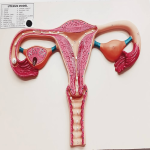 Model Uterus On Board