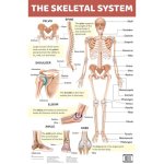 Skeletal System Chart