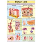 Human Skin Chart