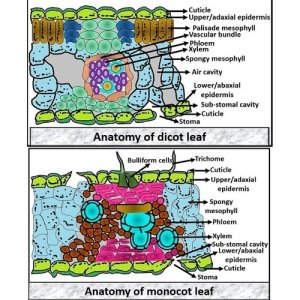 Leaf Monocot And Dicot Chart