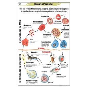 Malaria Parasite Chart