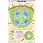 Chart for Root Dicot only