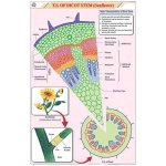 Chart for Stem Dicot only