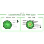 Chart for Stem Dicot/Monocot Combined